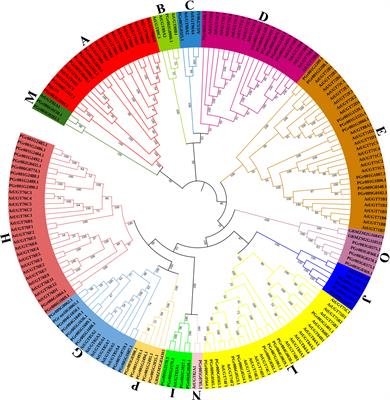 Genome-wide analysis of UDP-glycosyltransferases family and identification of UGT genes involved in drought stress of Platycodon grandiflorus